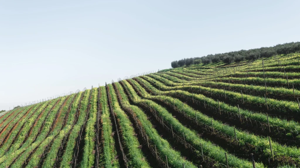 Storie di altri imprenditori agricoli - Studio Armellini